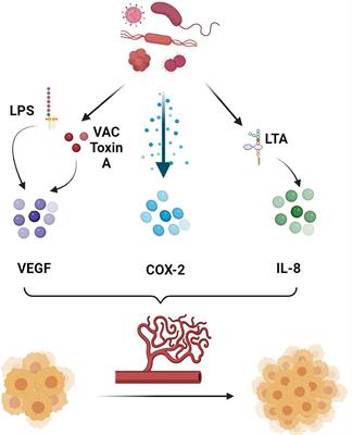 From Tumor Cells to Endothelium and Gut Microbiome: A Complex Interaction Favoring the Metastasis Cascade